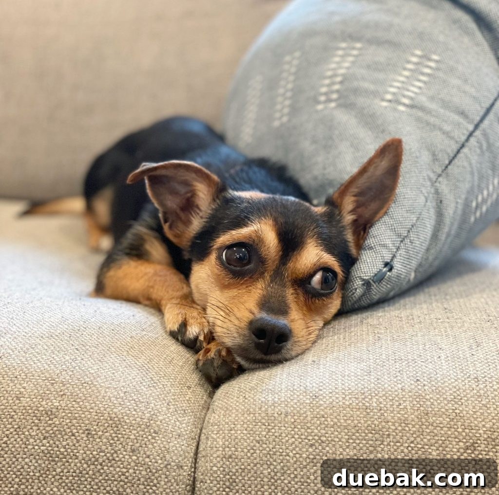 A young Chihuahua Yorkie mix dog with beautiful brown and black coloring, looking alert and charming