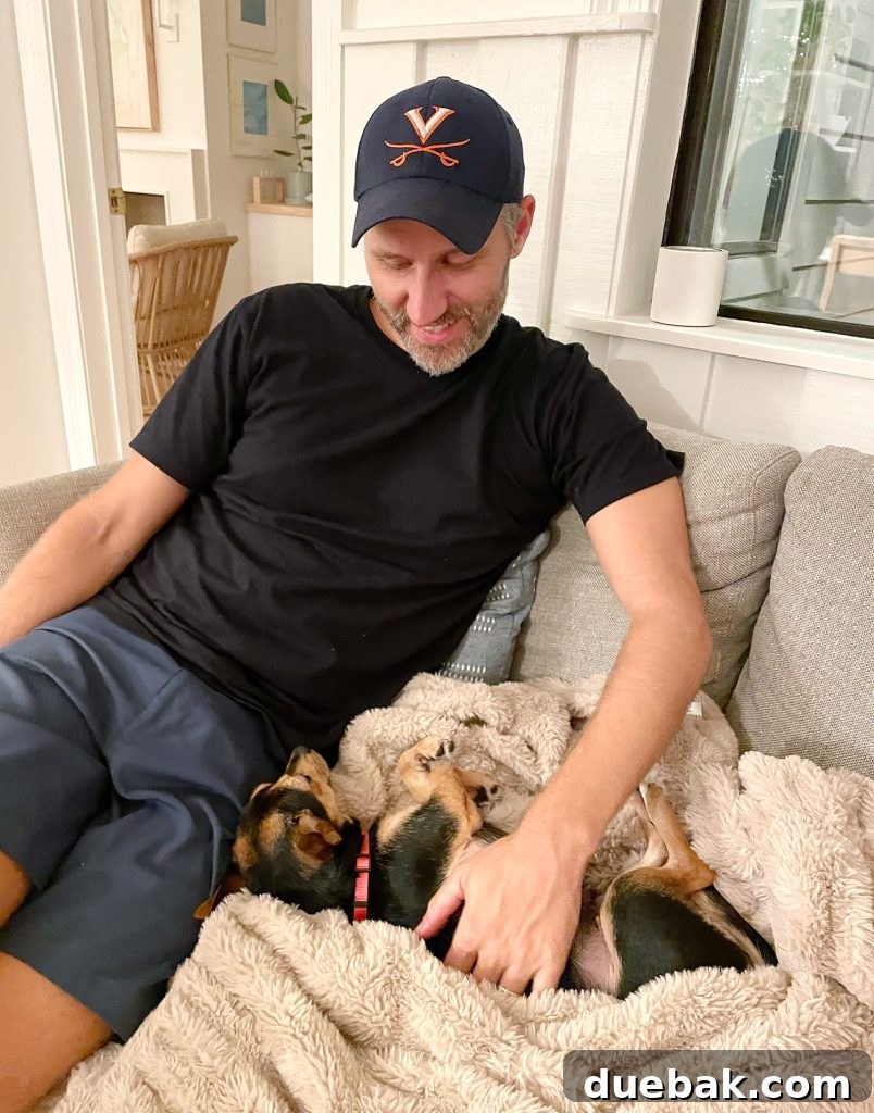 Penny the Chorkie mix dog snuggled comfortably in a blanket next to John on a loveseat, highlighting her copper markings