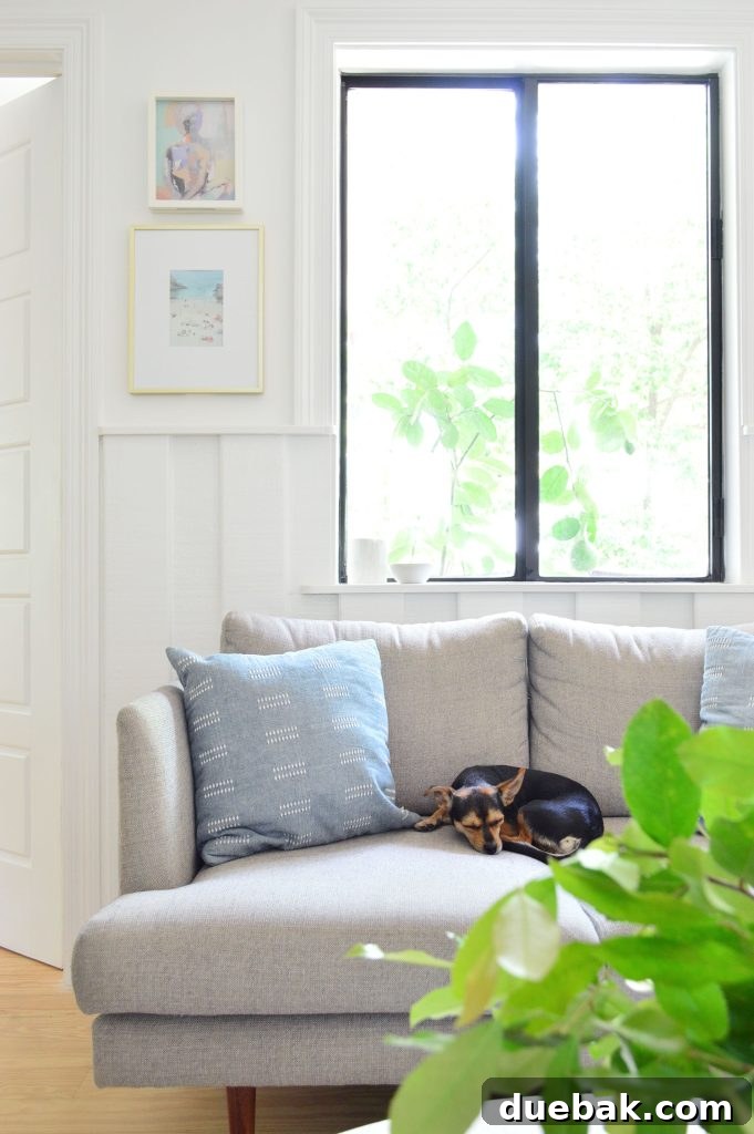 Penny the Chorkie sleeping peacefully on a gray loveseat in the beachy seating area, embodying coziness.