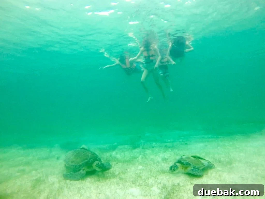 Family Snorkeling With Sea Turtles In Akumal Bay Mexico