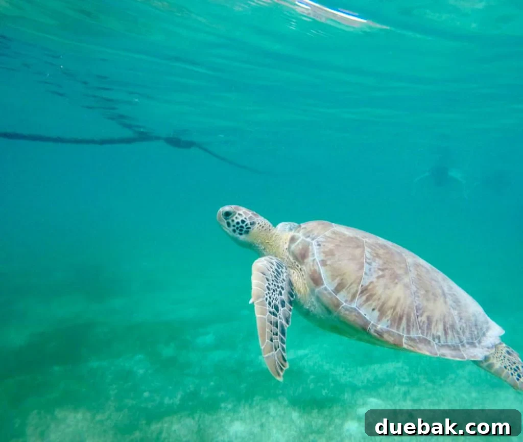 Close Up Of Sea Turtle Swimming In Akumal Bay Mexico
