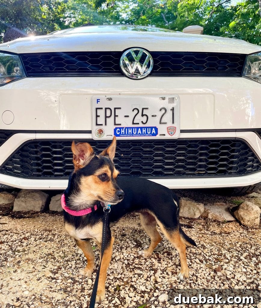 Penny The Chorkie In Front Of Chihuahua Car Rental License Plate