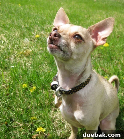 Burger, a stylish dog, proudly wearing his FredFred Black and Tan Polka Dot collar