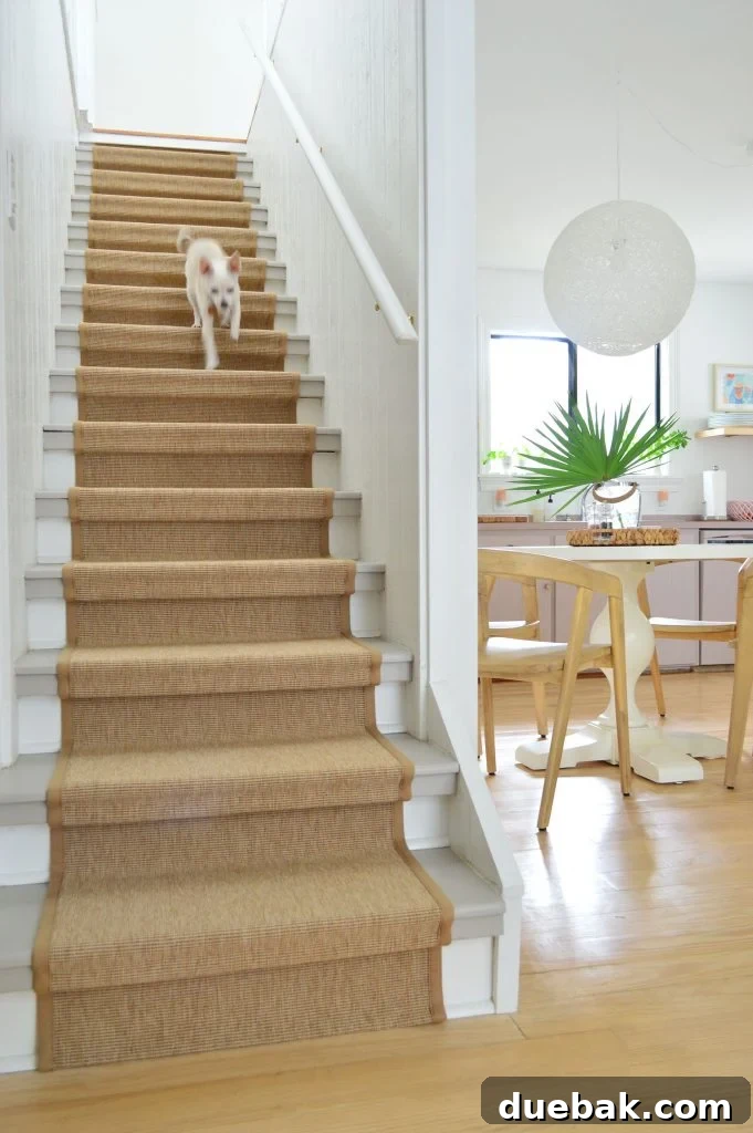 Chihuahua Dog Running Down Staircase With Sisal Runner