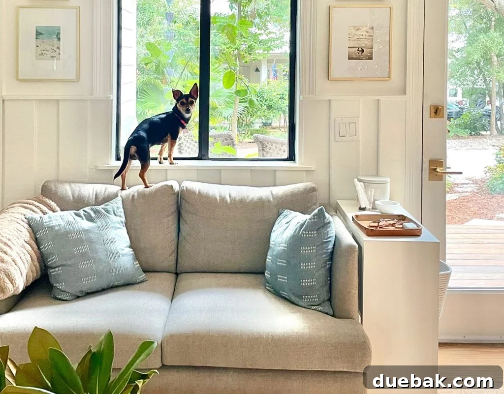 Penny Chorkie Mix Standing On Couch