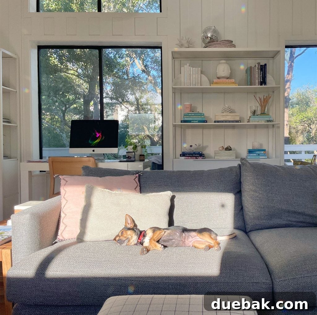 Penny the chihuahua yorkie mix enjoying a sun spot on the couch