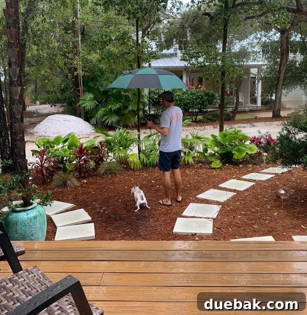 Burger Dog Peeing In Front Yard With John Holding Umbrella, a poignant memory of earlier times.
