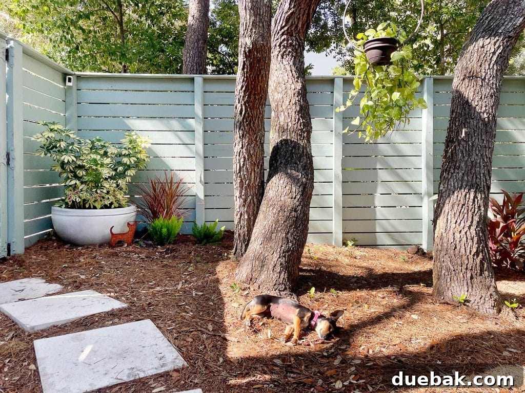 Penny The Chorkie Dog Sleeping At The Base Of Tree In Side Yard, enjoying the peaceful outdoor environment.