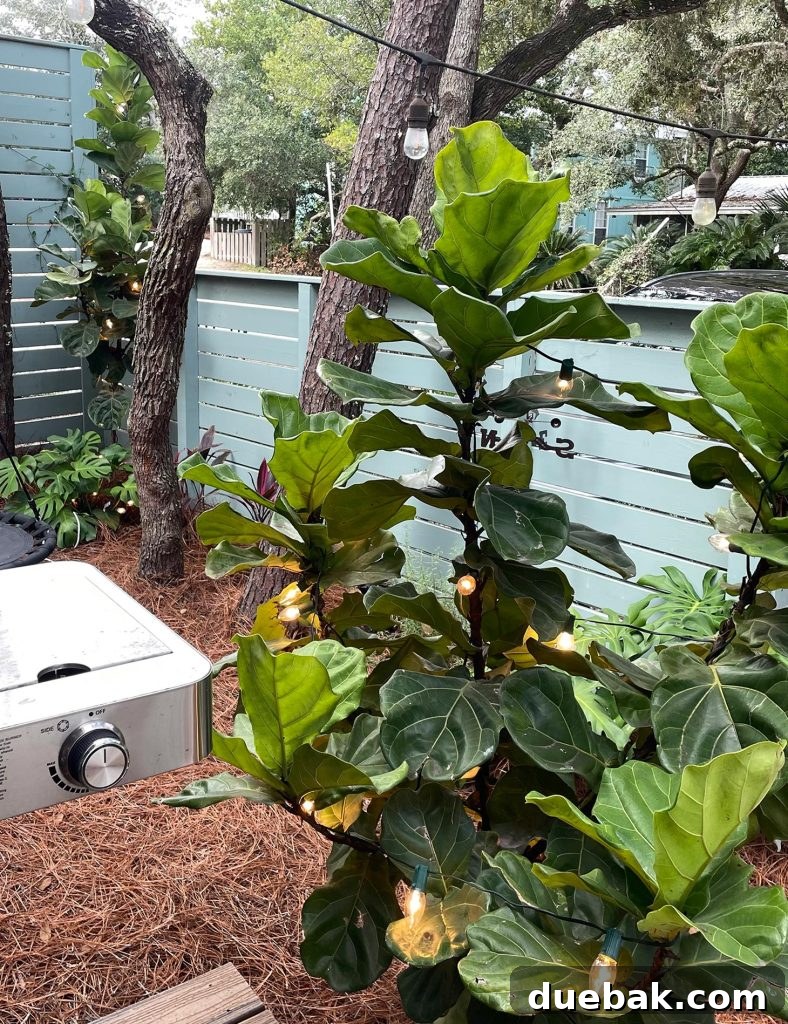 Shielding Your Plants From Winter's Chill 11 C9 Christmas Lights Wrapped On Fig Tree For Warmth