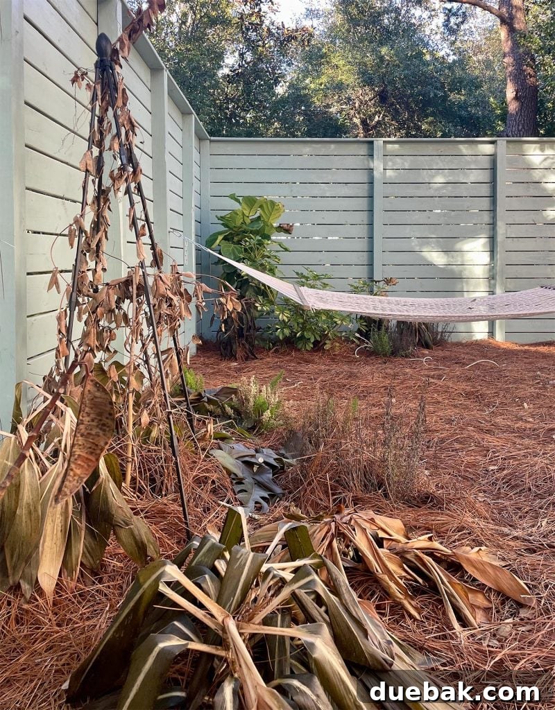 Shielding Your Plants From Winter's Chill 13 Dead plants after deep freeze event in Florida