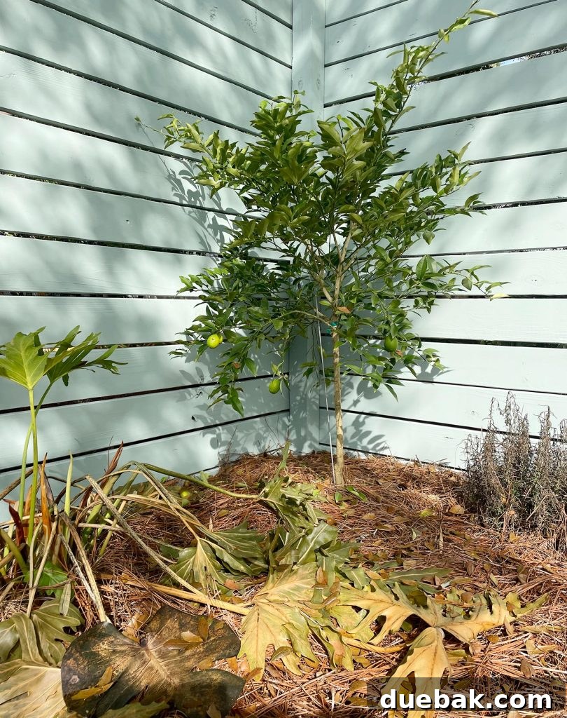 Shielding Your Plants From Winter's Chill 15 Small lime tree that survived freeze in Florida
