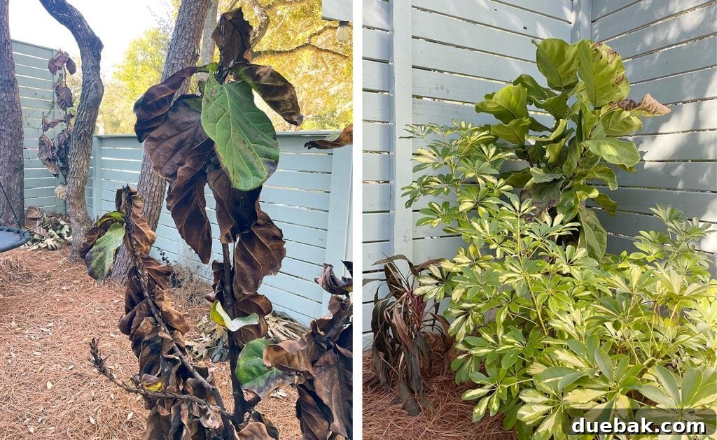 Shielding Your Plants From Winter's Chill 16 Side by Side photo of Figs That Died During Freeze With One That Survived