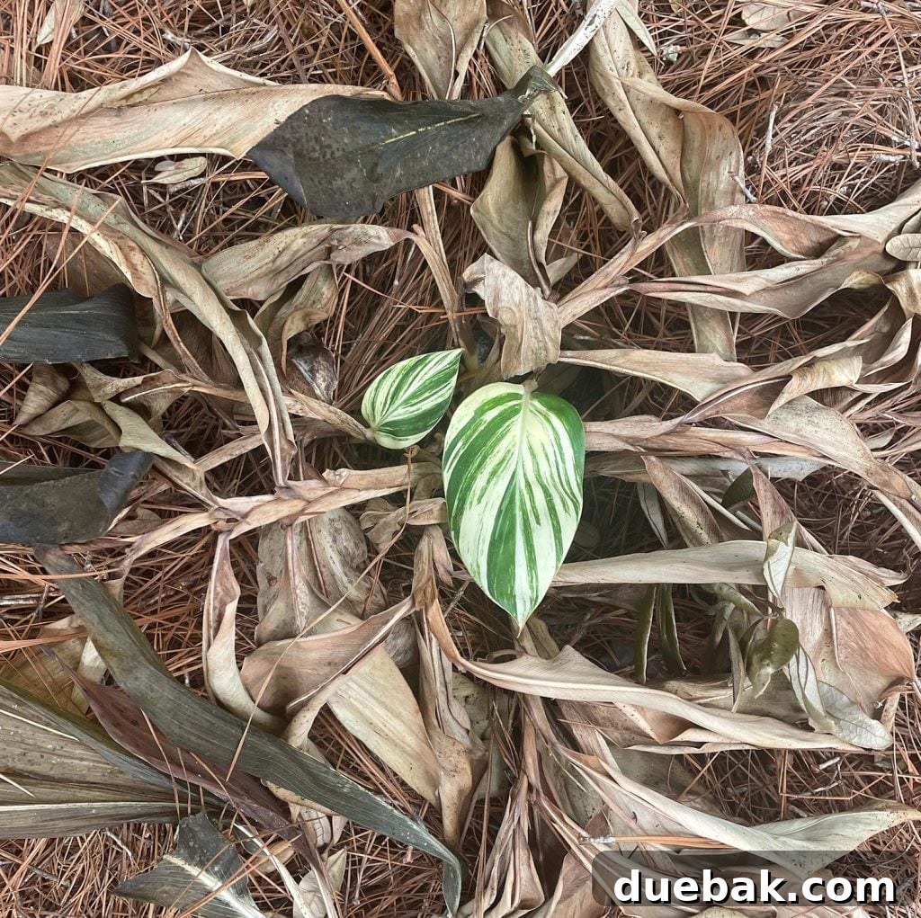 Shielding Your Plants From Winter's Chill 17 Variegated Ginger Plant Regrowing After Freeze