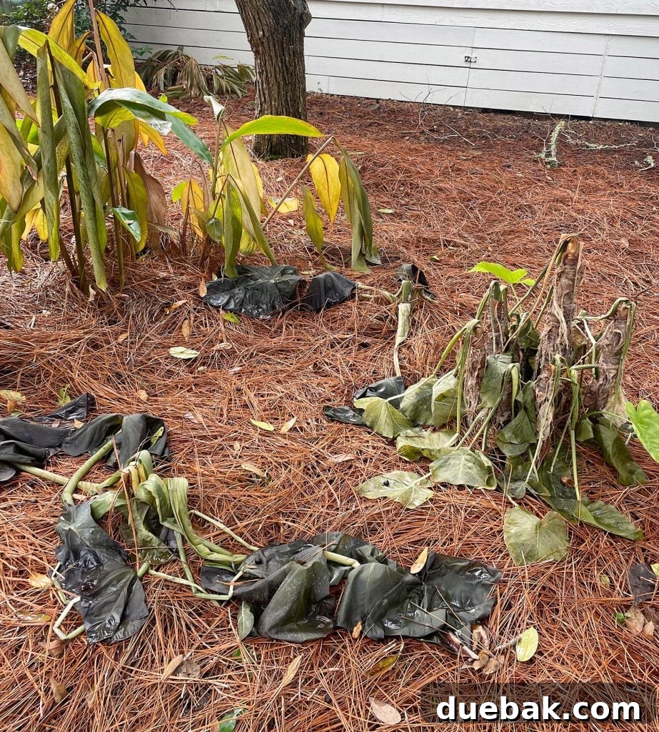 Shielding Your Plants From Winter's Chill 18 Wilted tropical plants after Florida freeze event