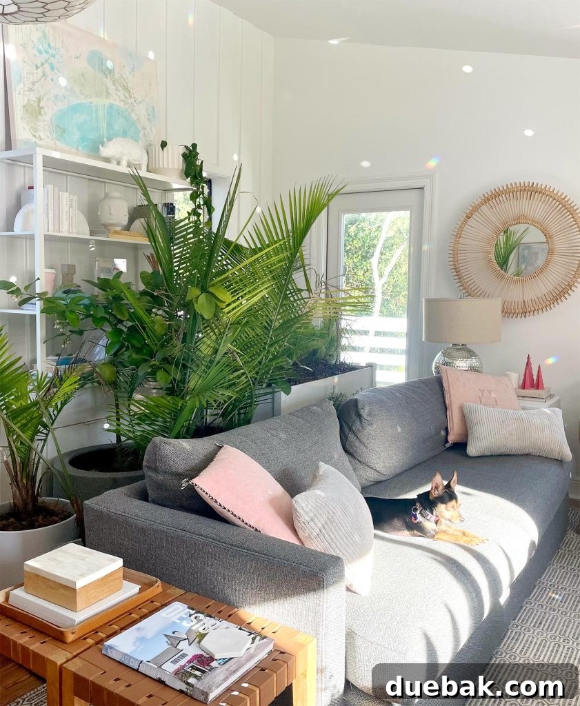 Shielding Your Plants From Winter's Chill 5 Collection of outdoor plants stored in upstairs family room during Florida cold weather