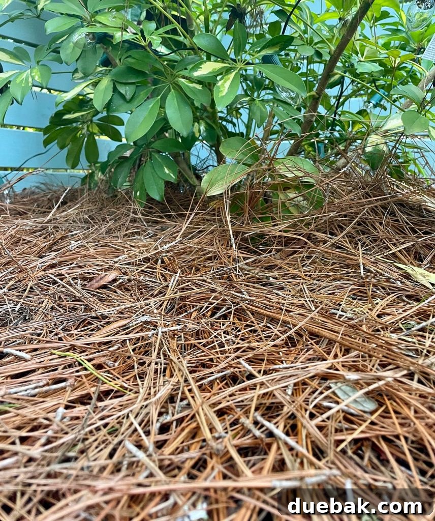 Shielding Your Plants From Winter's Chill 7 Close Up Of Pine Mulch Under Plant
