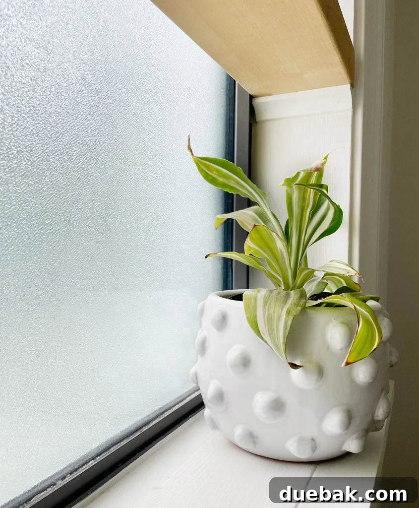 Detail of Frosted Glass In Bathroom Window With Plant And Floating Wood Shelf