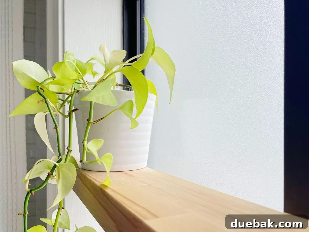 Detail Of Pothos Plant On Butcher Block Floating Wood Shelf In Bathroom