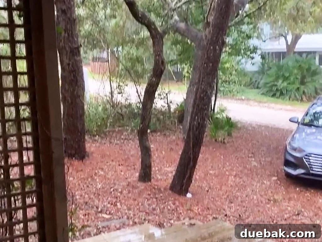 Screenshot Of Video Showing Trees With Car In Pine Straw
