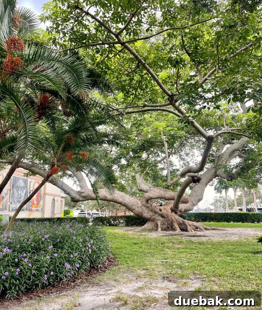A colossal, ancient tree outside the St. Petersburg Museum of History, showcasing its immense size.