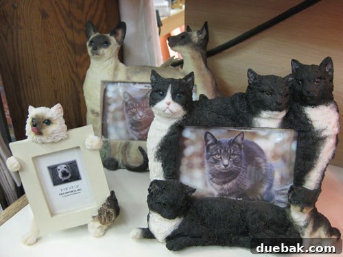 Savannah Souvenirs: Humorous Cat-Themed Frames Humorous cat-themed gift frames in a Savannah souvenir shop