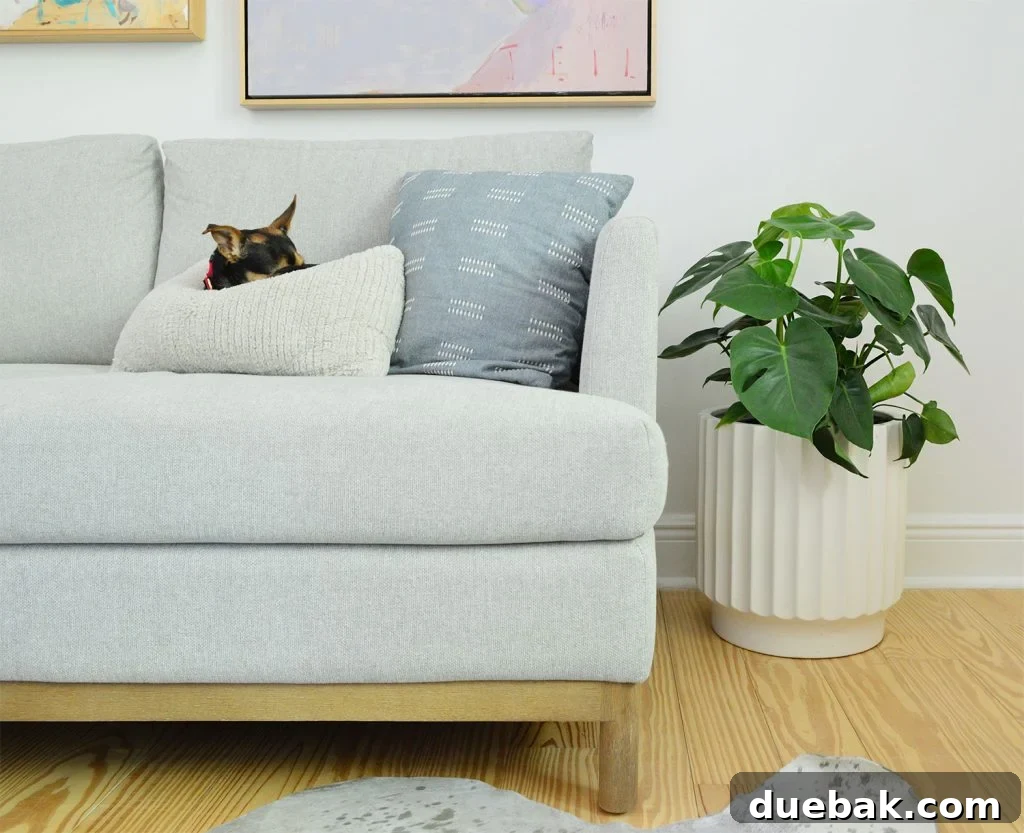 Monstera Deliciosa: The Ultimate Care Guide 2 Vibrant Monstera deliciosa houseplant elegantly placed next to a comfortable couch, with a dog peacefully sleeping nearby.