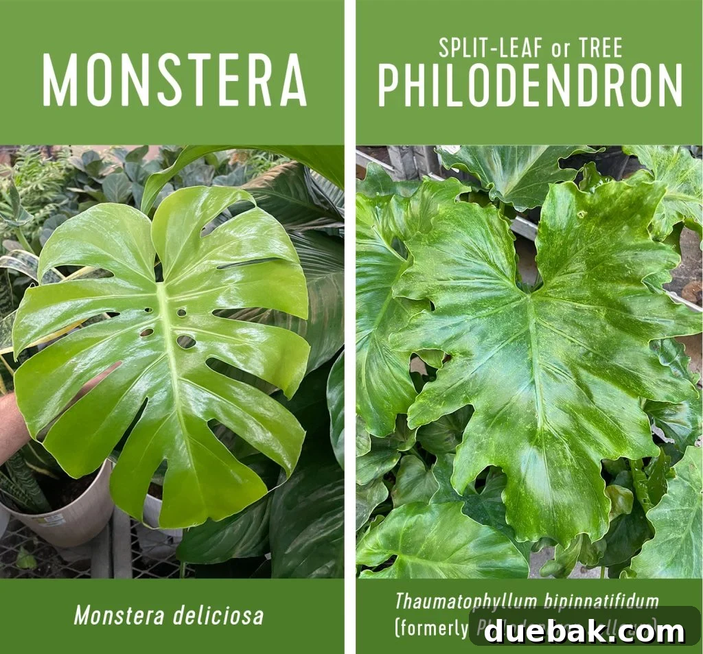 Monstera Deliciosa: The Ultimate Care Guide 4 A visual comparison showcasing the distinct leaf characteristics of Monstera deliciosa versus a Split-leaf Philodendron.