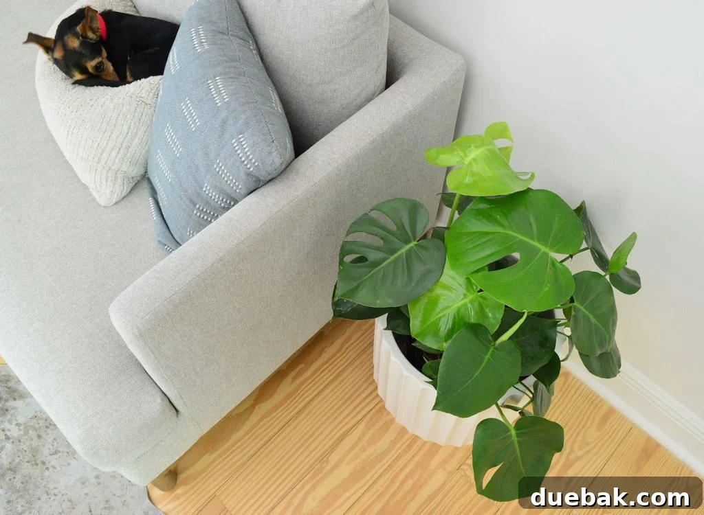 Monstera Deliciosa: The Ultimate Care Guide 7 Monstera deliciosa plant positioned beside a comfortable couch, with a dog peacefully sleeping on a pillow.