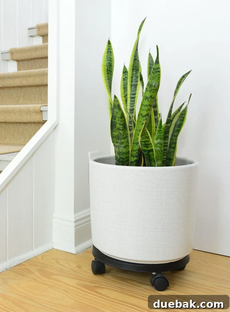 Snake Plant in a stylish white pot with wheels, adding modern elegance to an indoor space.