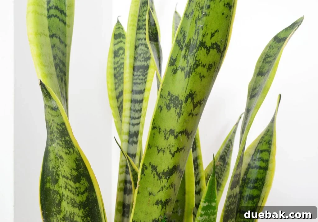 Close-up of vibrant green snake plant leaves with striking yellow edges, showcasing the plant's natural beauty and intricate patterns.