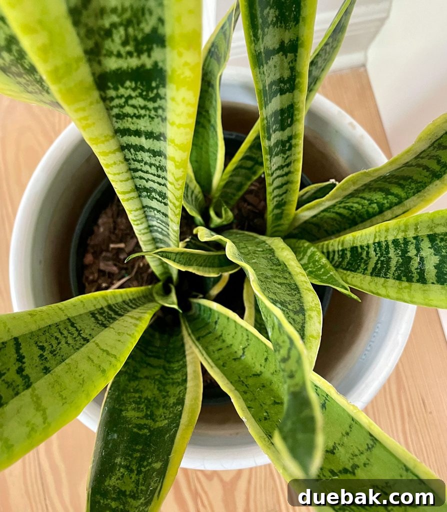 An overhead view of a robust snake plant in a decorative pot, highlighting its striking leaf patterns and upright growth.