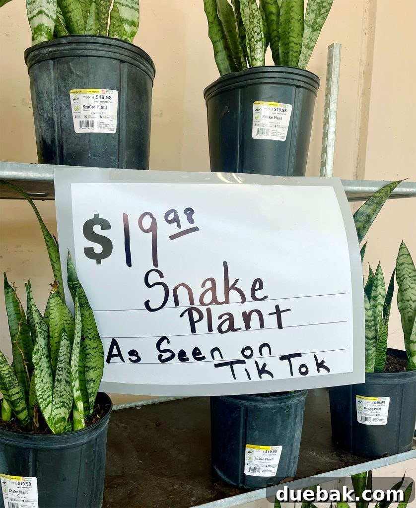 A display of various snake plant varieties with a prominent 'As Seen On TikTok' sign, highlighting their social media popularity.