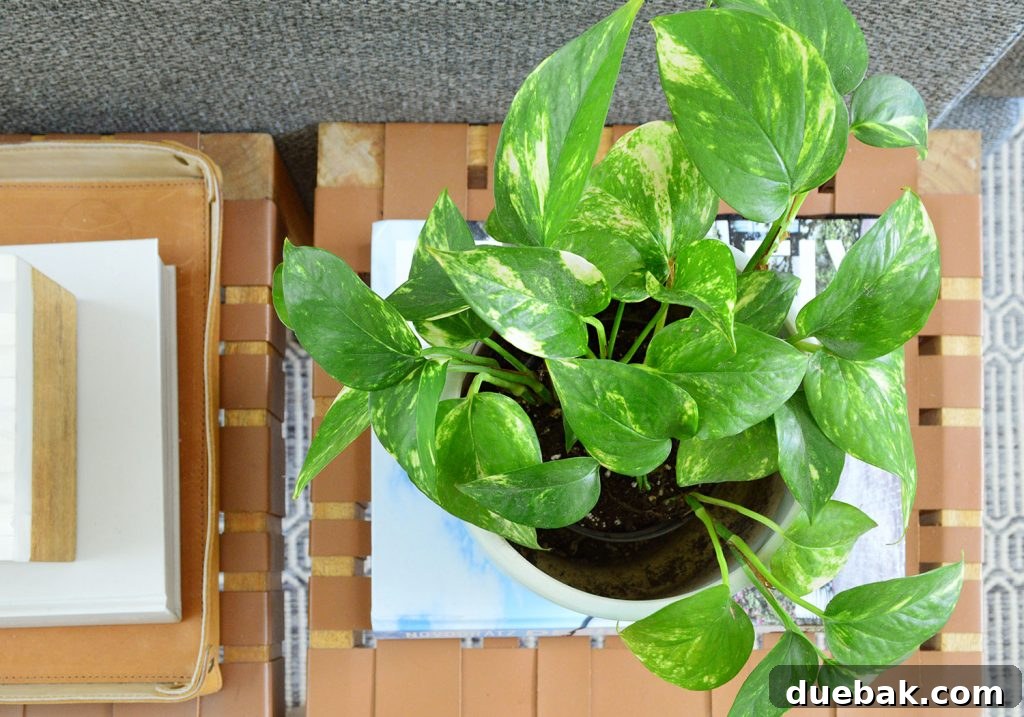 Golden Pothos Houseplant Overhead