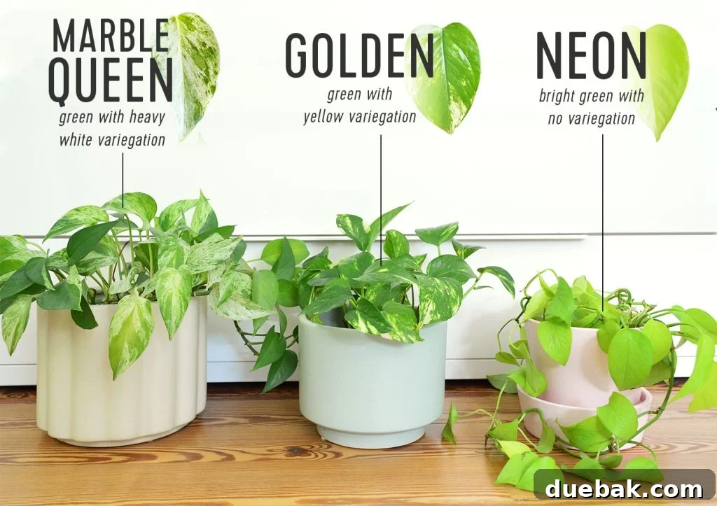 Side By Side Comparison Of Different Pothos Varieties Marble Queen Golden Neon Pothos