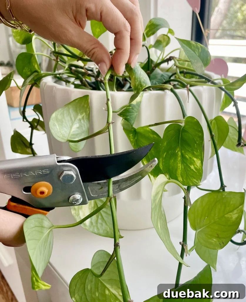 Hand Pruning Golden Pothos With Shears