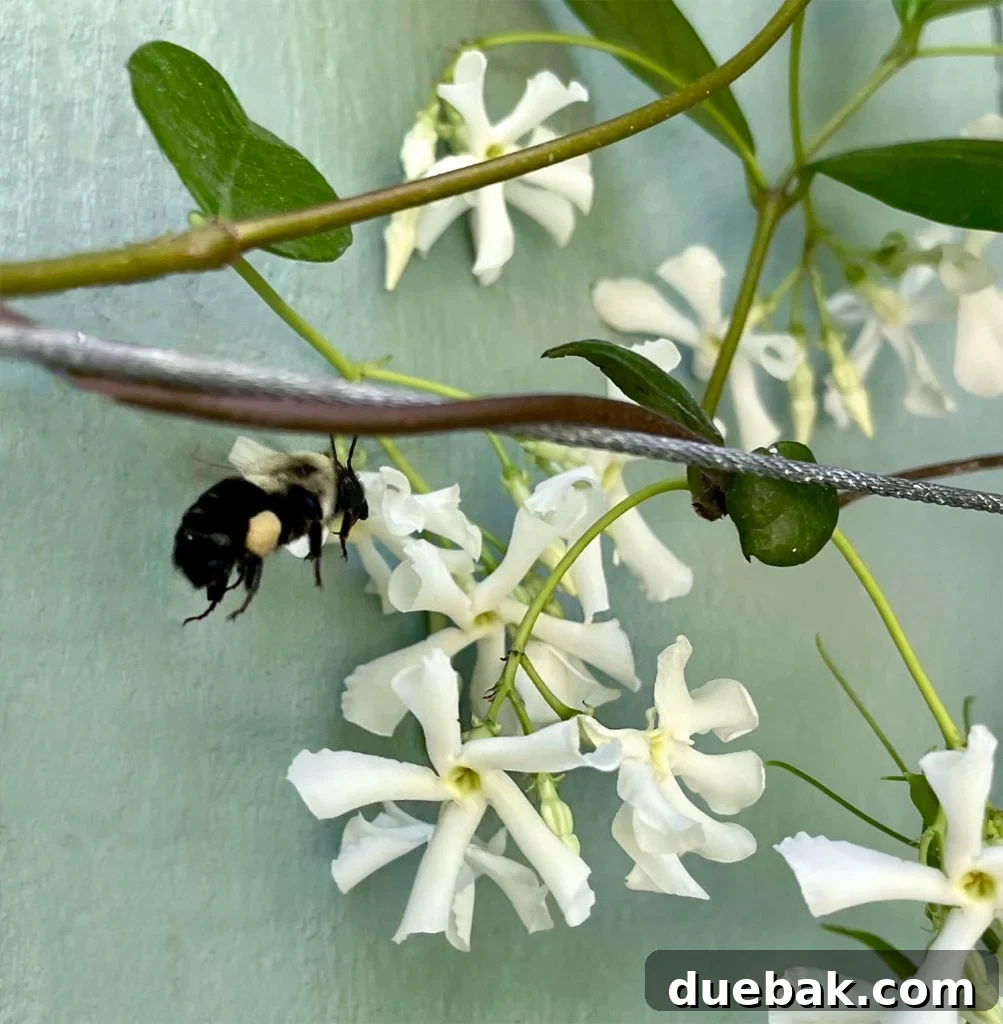 Bee Pollinating Star Jasmine Flower