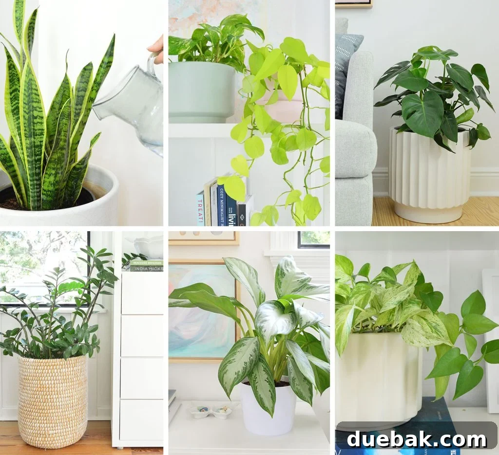 Collage of House Plant Care Guides