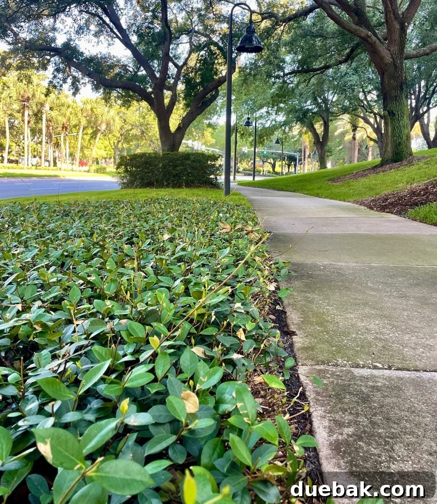 Star Jasmine As Ground Cover Next To Sidewalk