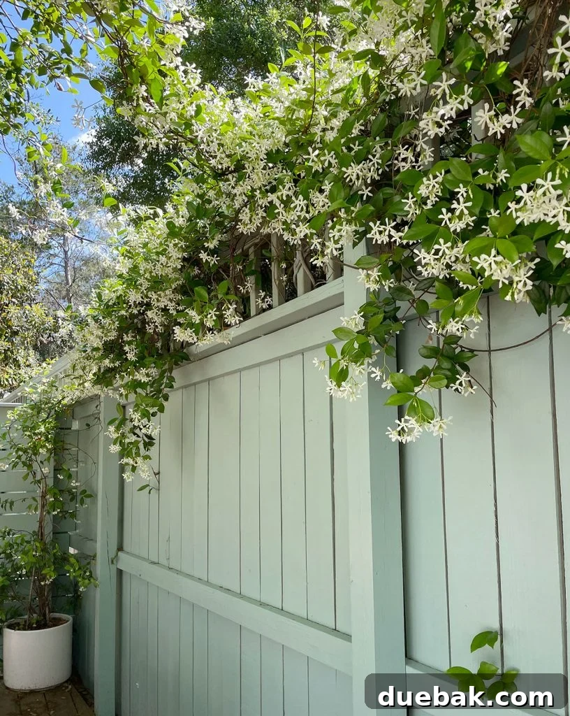 Fence With Star Jasmine Along Top