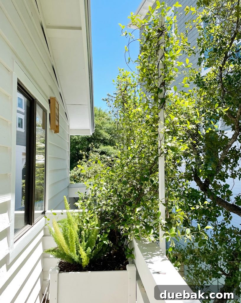 Privacy Trellis With Star Jasmine