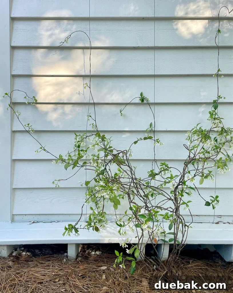 Wire Trellis With Small Star Jasmine Vine Growing Up