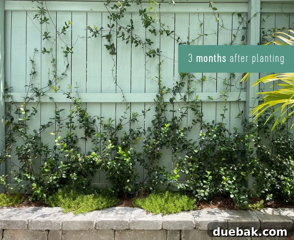 Wall Trellis Of Star Jasmine 3 Months After Planting