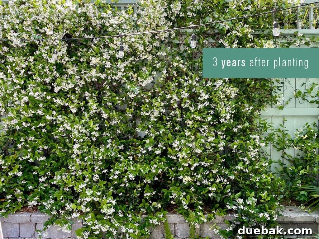 Wall of Star Jasmine Growth 3 Years After Planting In Bloom