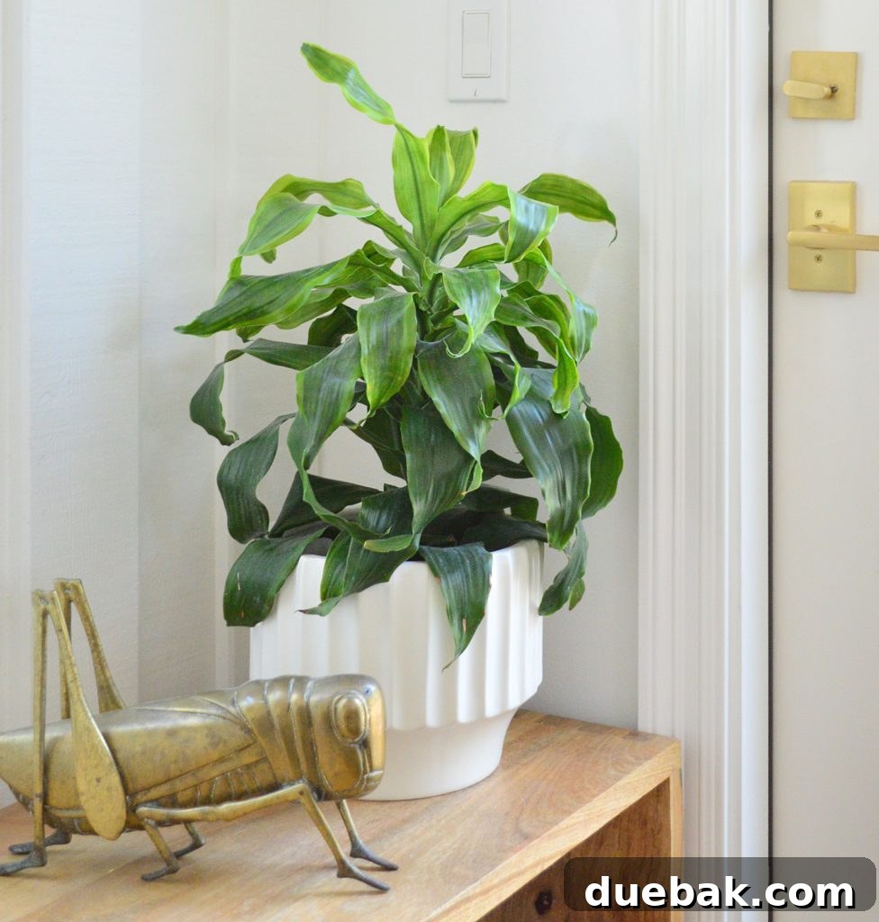 Your Guide to Growing Healthy Corn Plants 6 Potted Dracaena fragrans ‘Dorado’ corn plant with a small brass grasshopper ornament