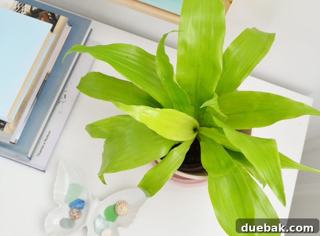 Your Guide to Growing Healthy Corn Plants 10 Overhead view of a vibrant Dracaena fragrans ‘Limelight’ houseplant in a white pot