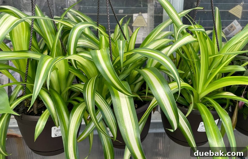 Various Snake Plants hanging and displayed on shelves in a plant store, offering diverse options for plant enthusiasts.