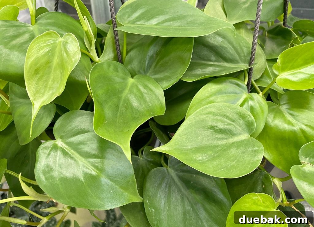 A close-up view of the distinct heart-shaped, glossy leaves of a Heartleaf Philodendron, displaying its vibrant green color.