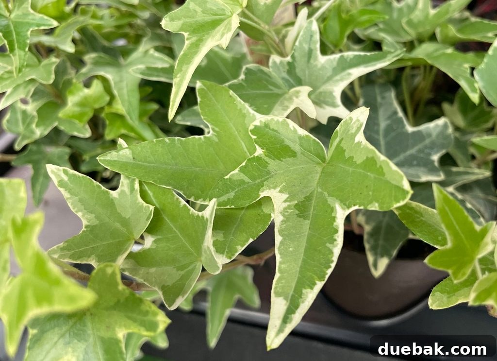 A detailed close-up of a classic English Ivy leaf, showcasing its distinctive lobed shape and deep green color.