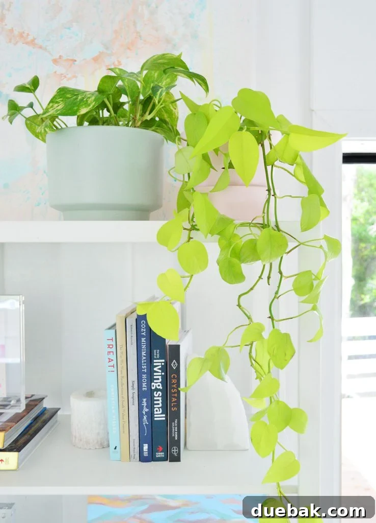 Neon Pothos Vine Trailing Off Bookcase