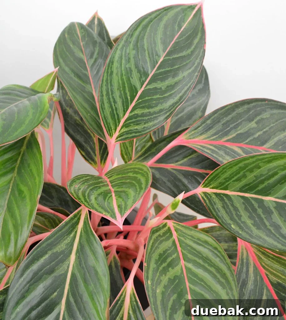 Close Up Of Pink Aglaonema Leaves